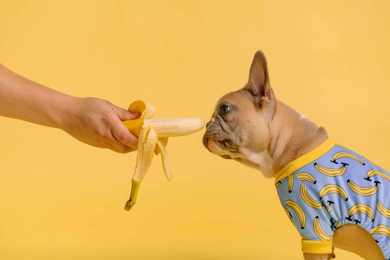 chien-banane