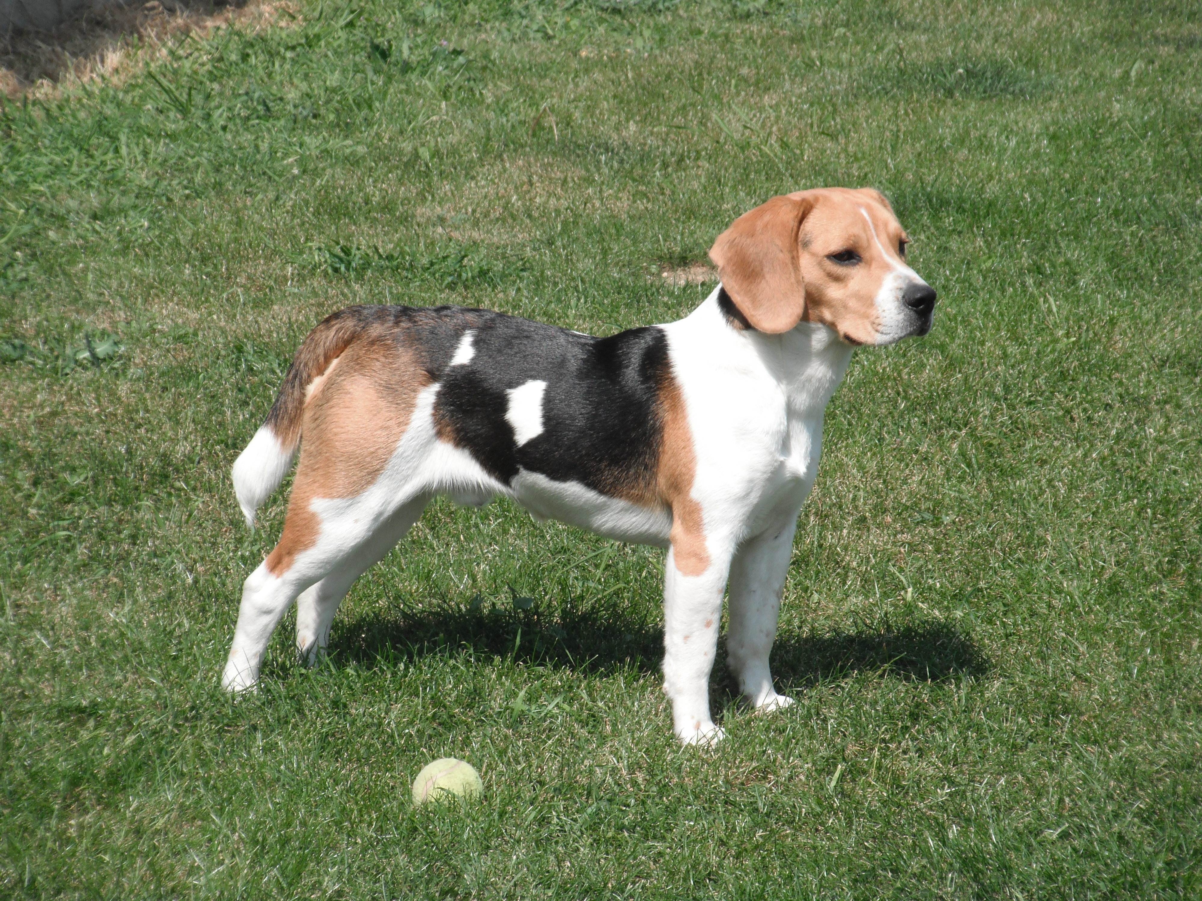 chien-beagle