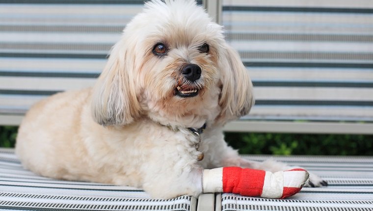 chien-carcinome-épidermoïde