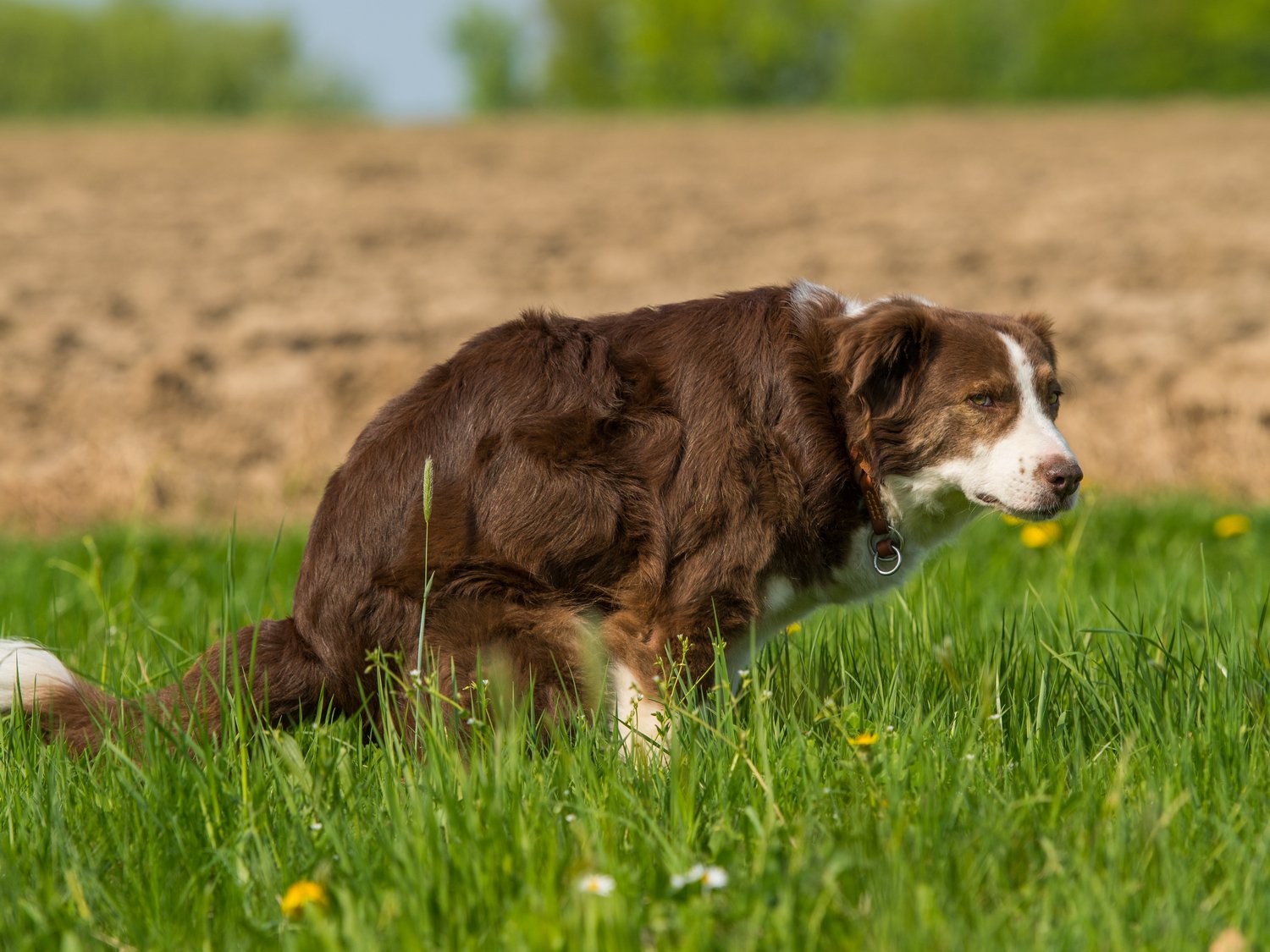 chien-diarrhée-sang