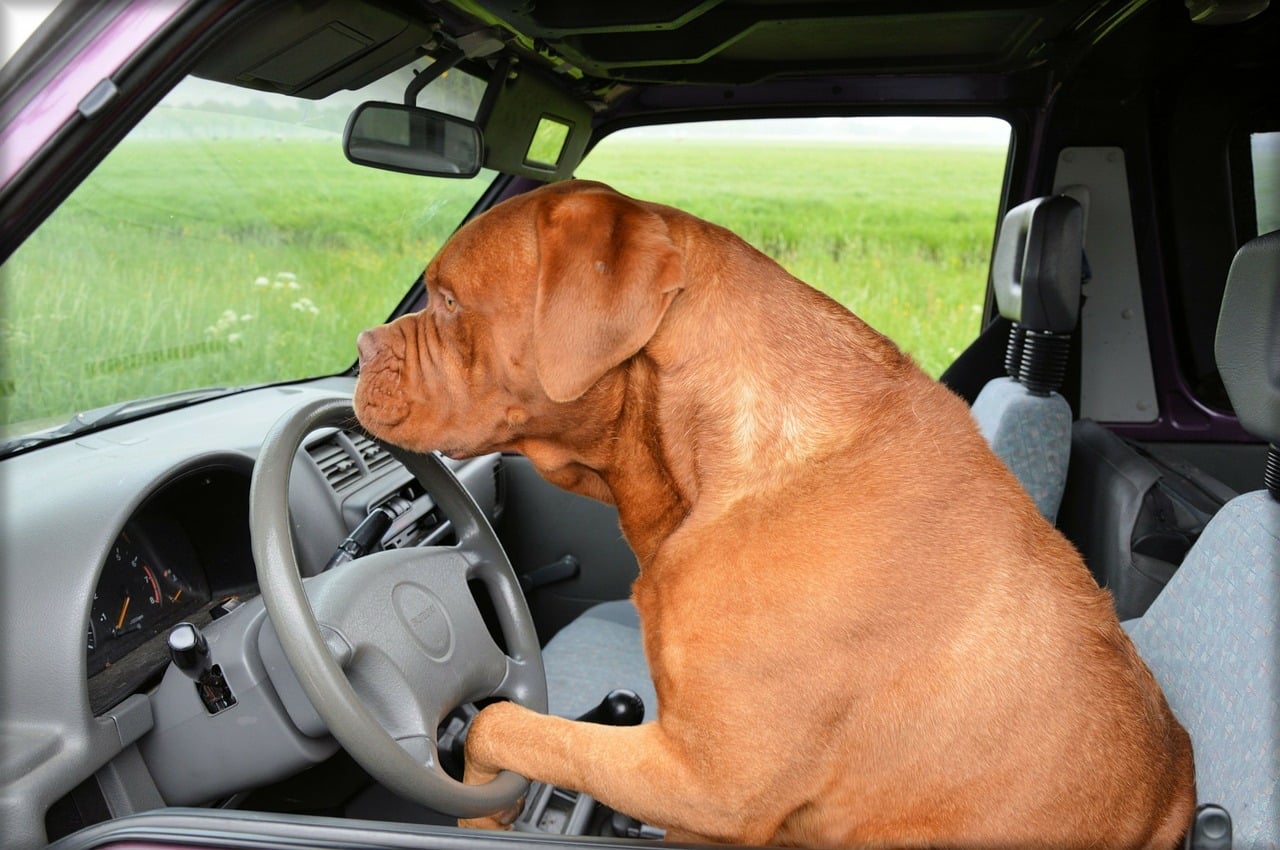 chien-mal-des-transports
