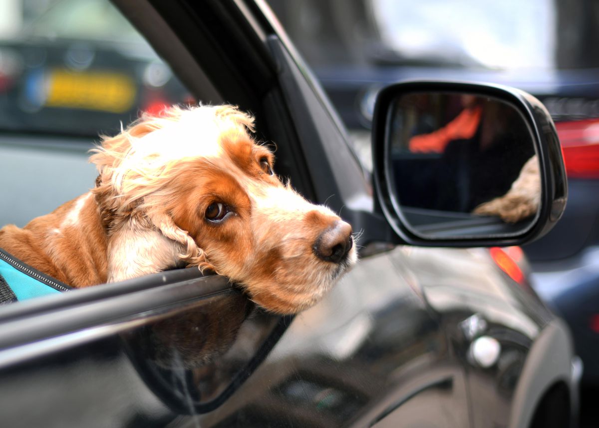 chien-malade-en-voiture