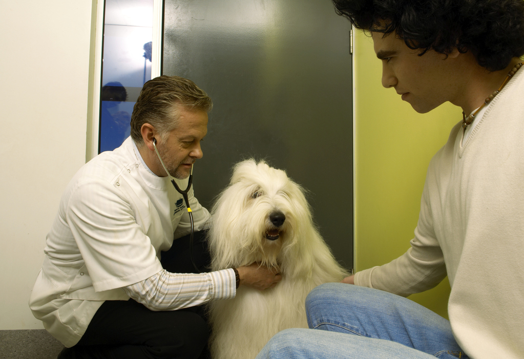 chien-maladie-auto-immune