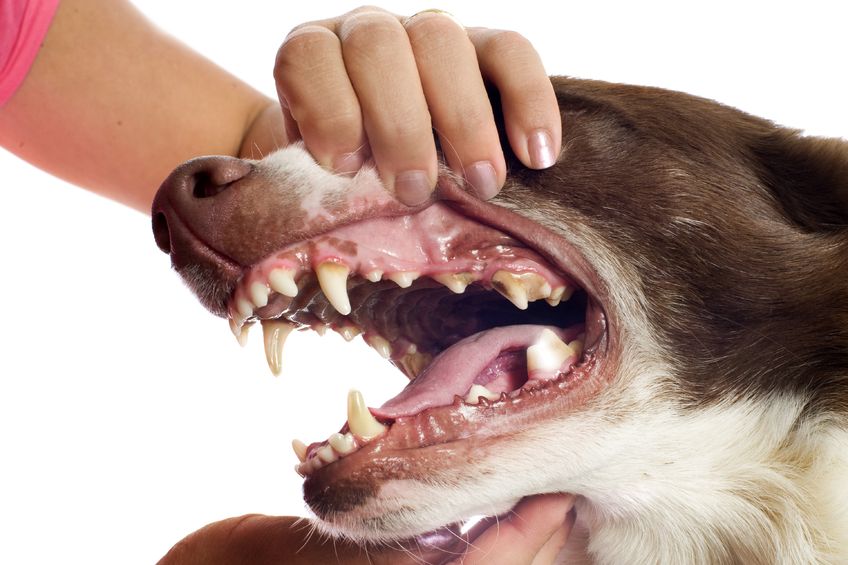 chien-maladie-parodontale
