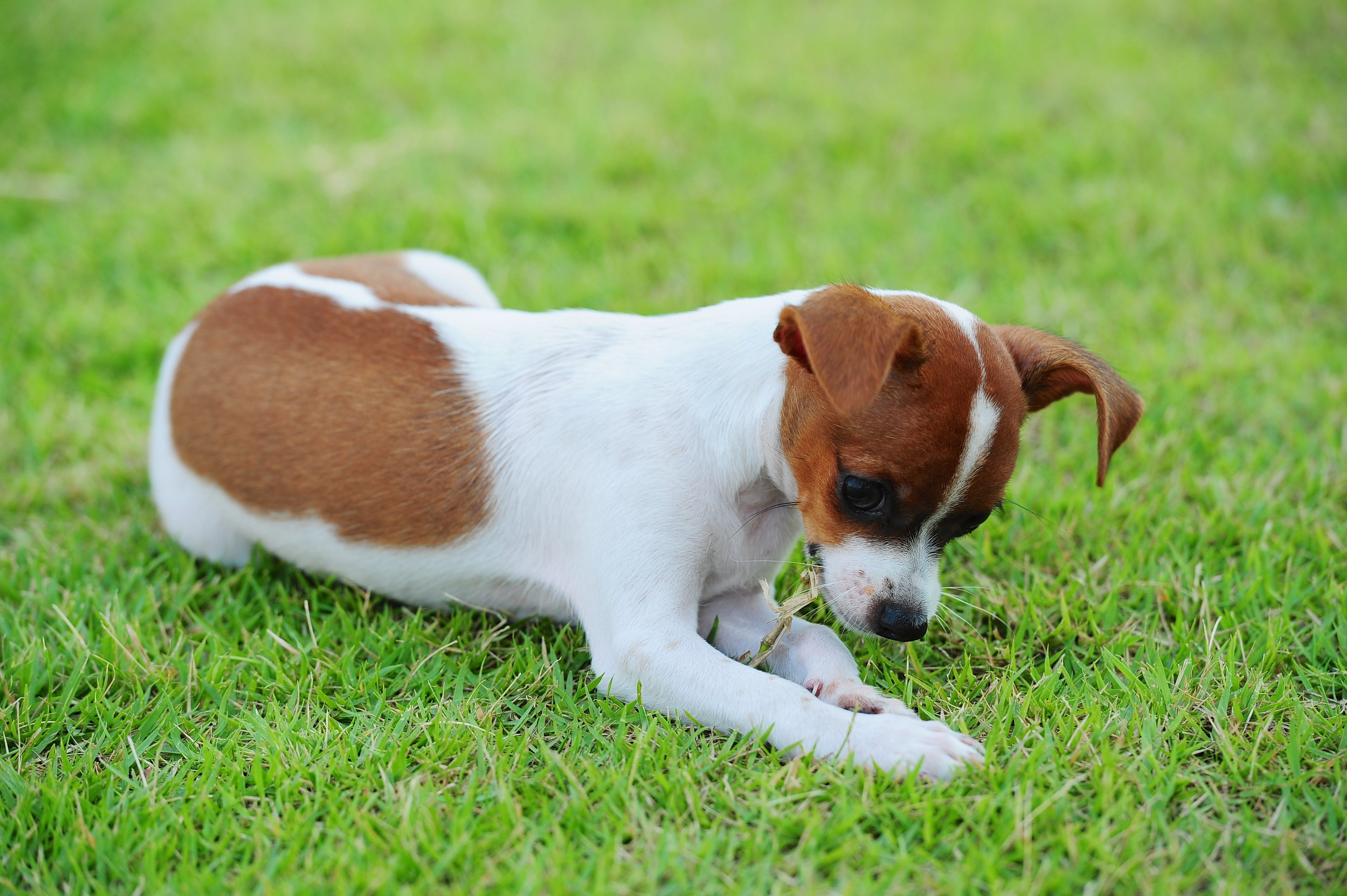 chien-mange-herbe