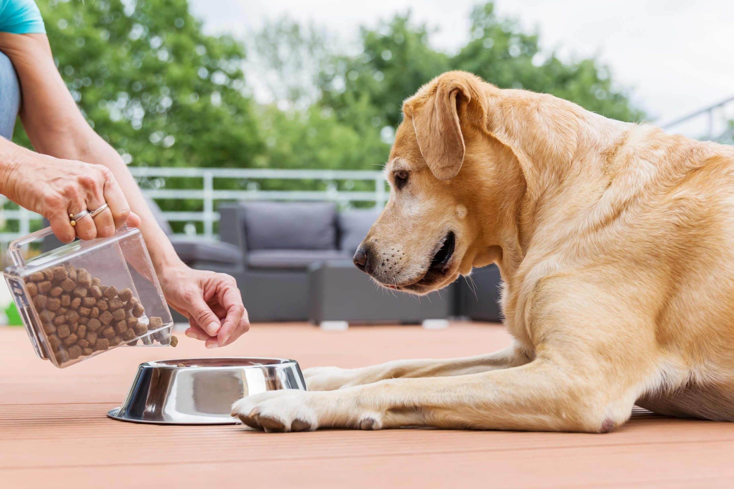 chien-mange-trop-vite