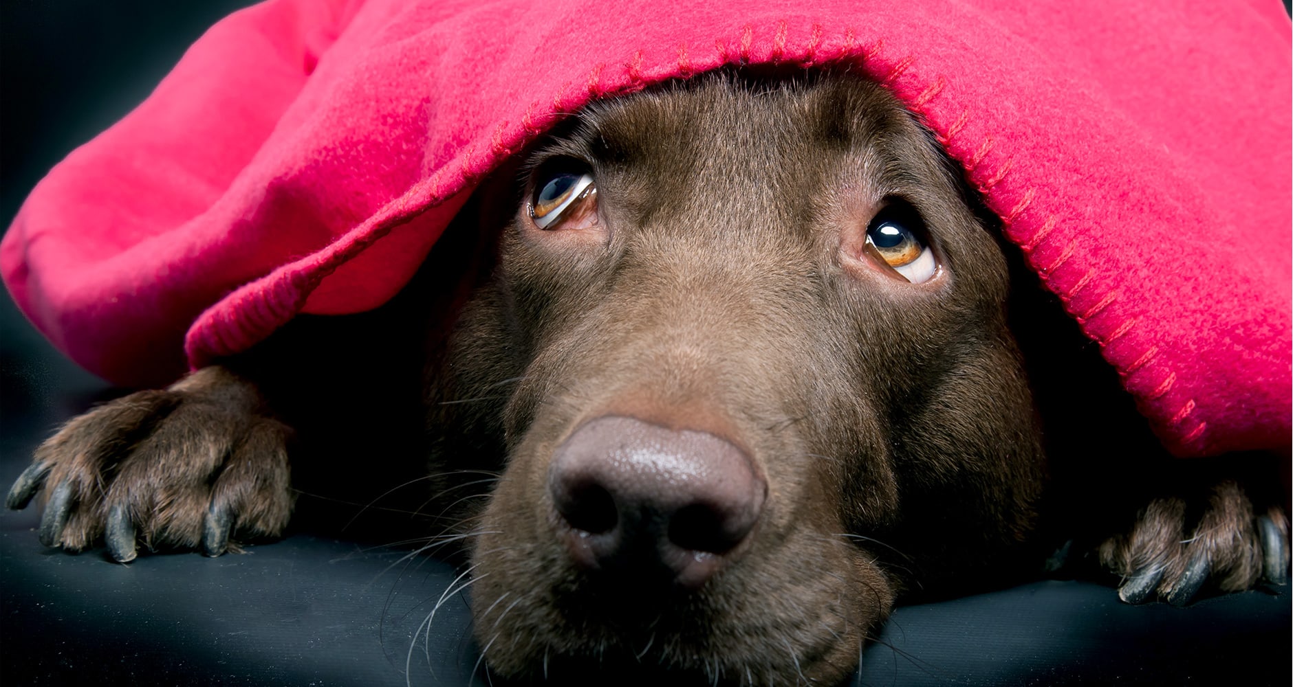 chien-orage