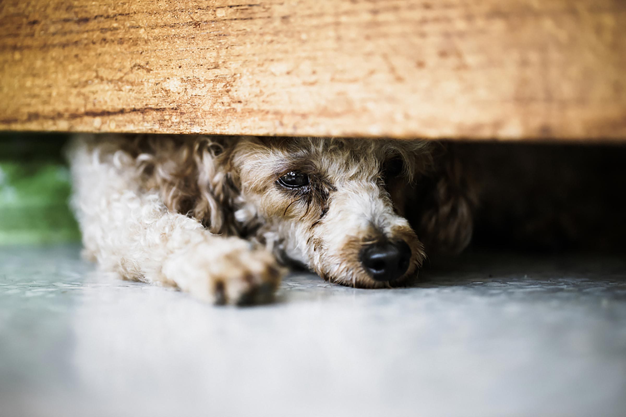 chien-peur-orage