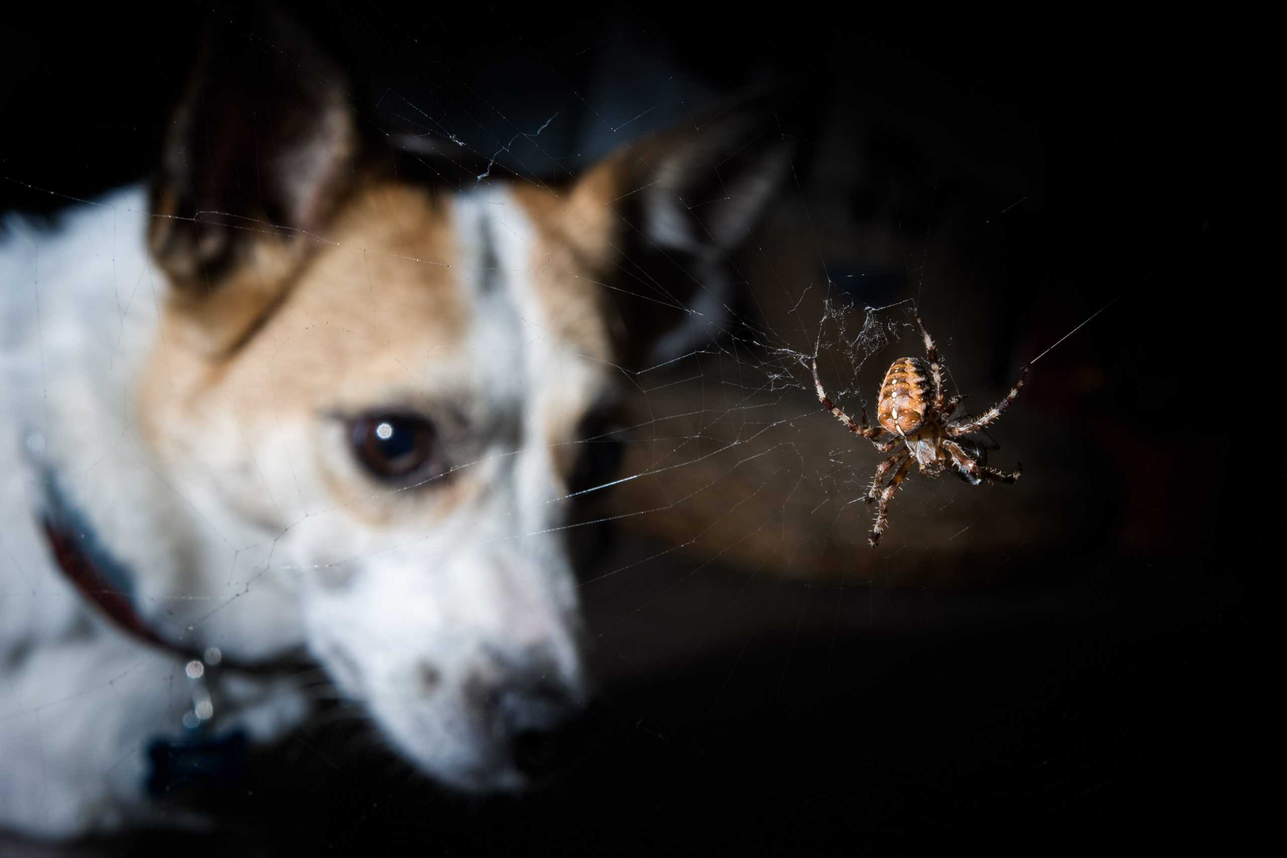 chien-piqure-araignée