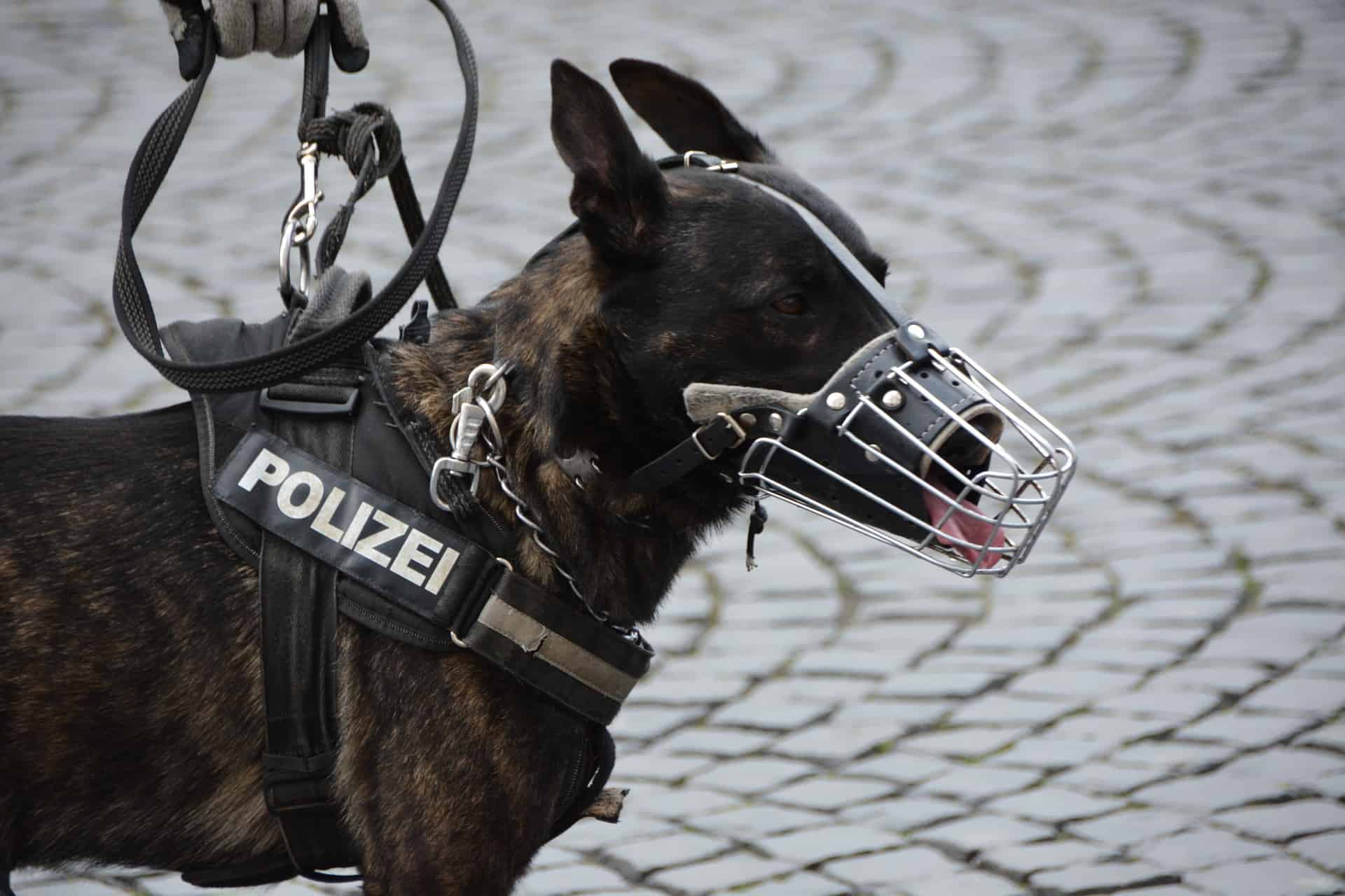 chien-policier