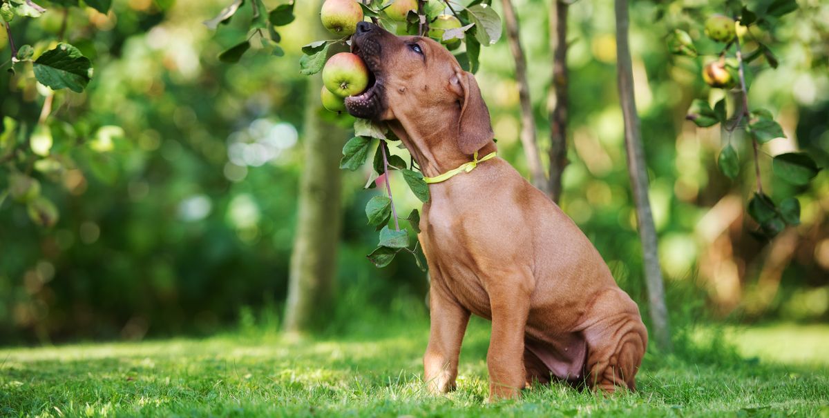 chien-pomme