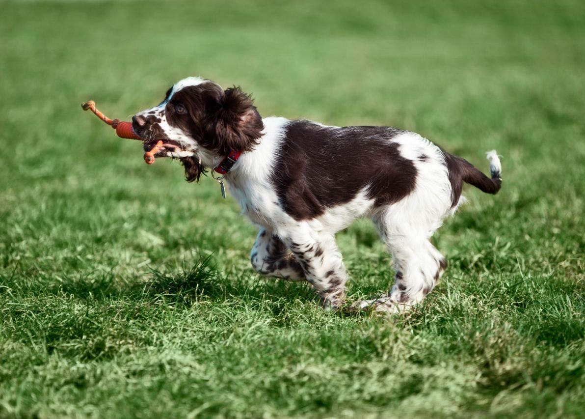 chien-pour-famille