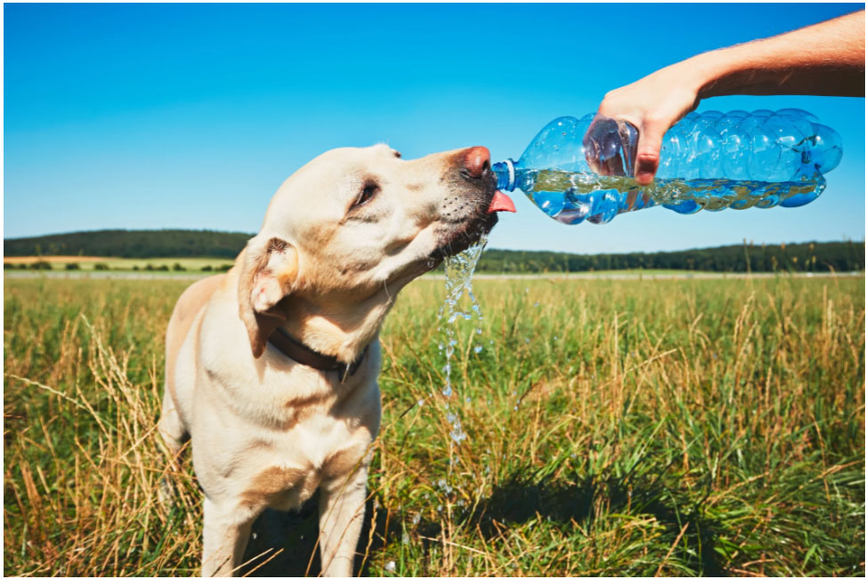 chien-qui-boit-beaucoup