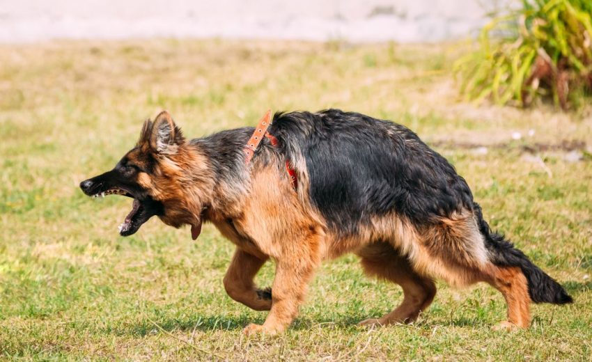 chien-qui-est-agressif