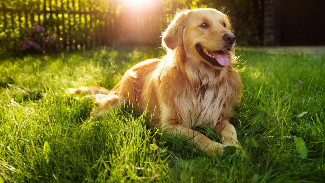 chien-qui-halete-beaucoup