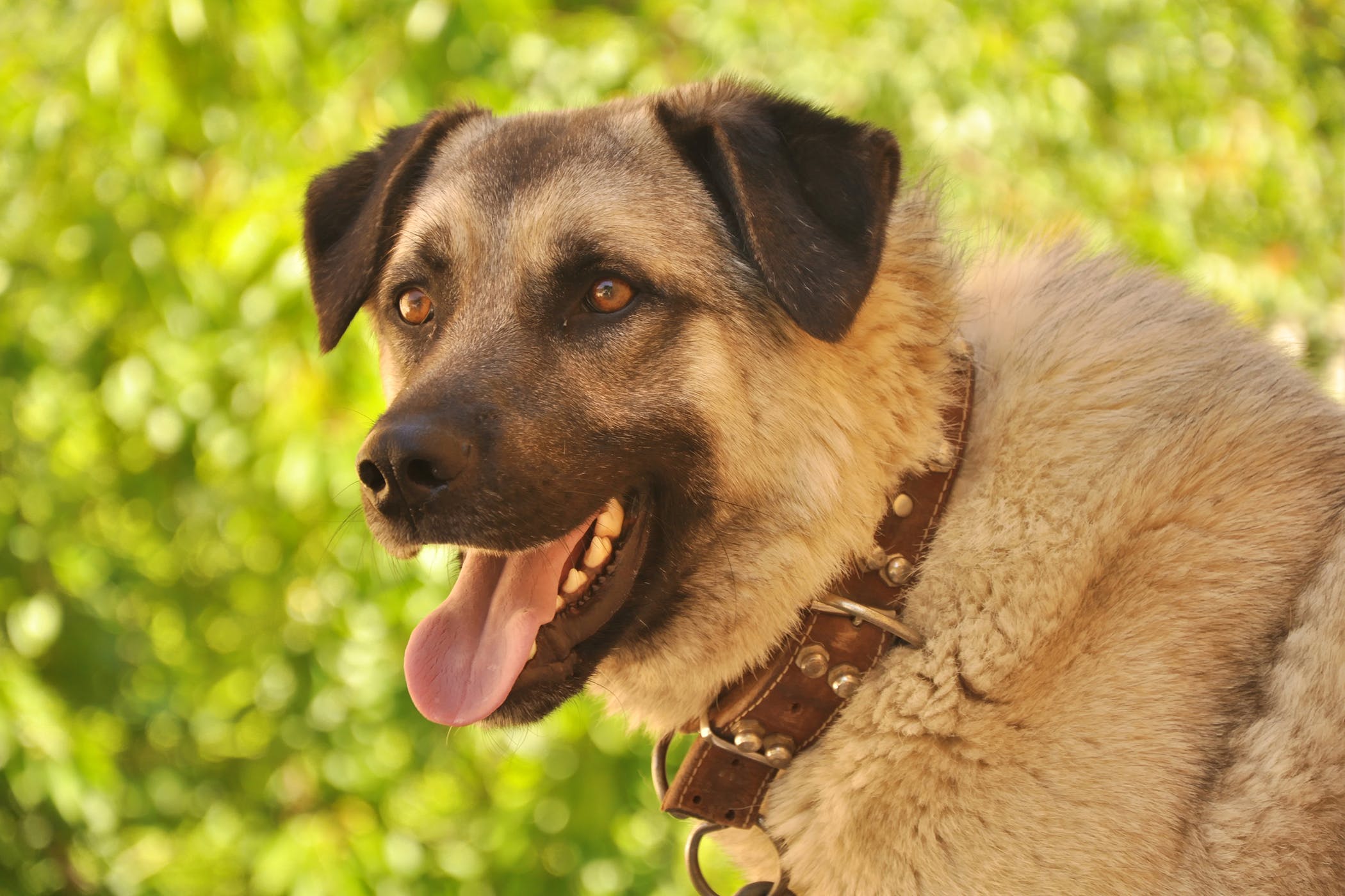 chien-qui-halète-beaucoup