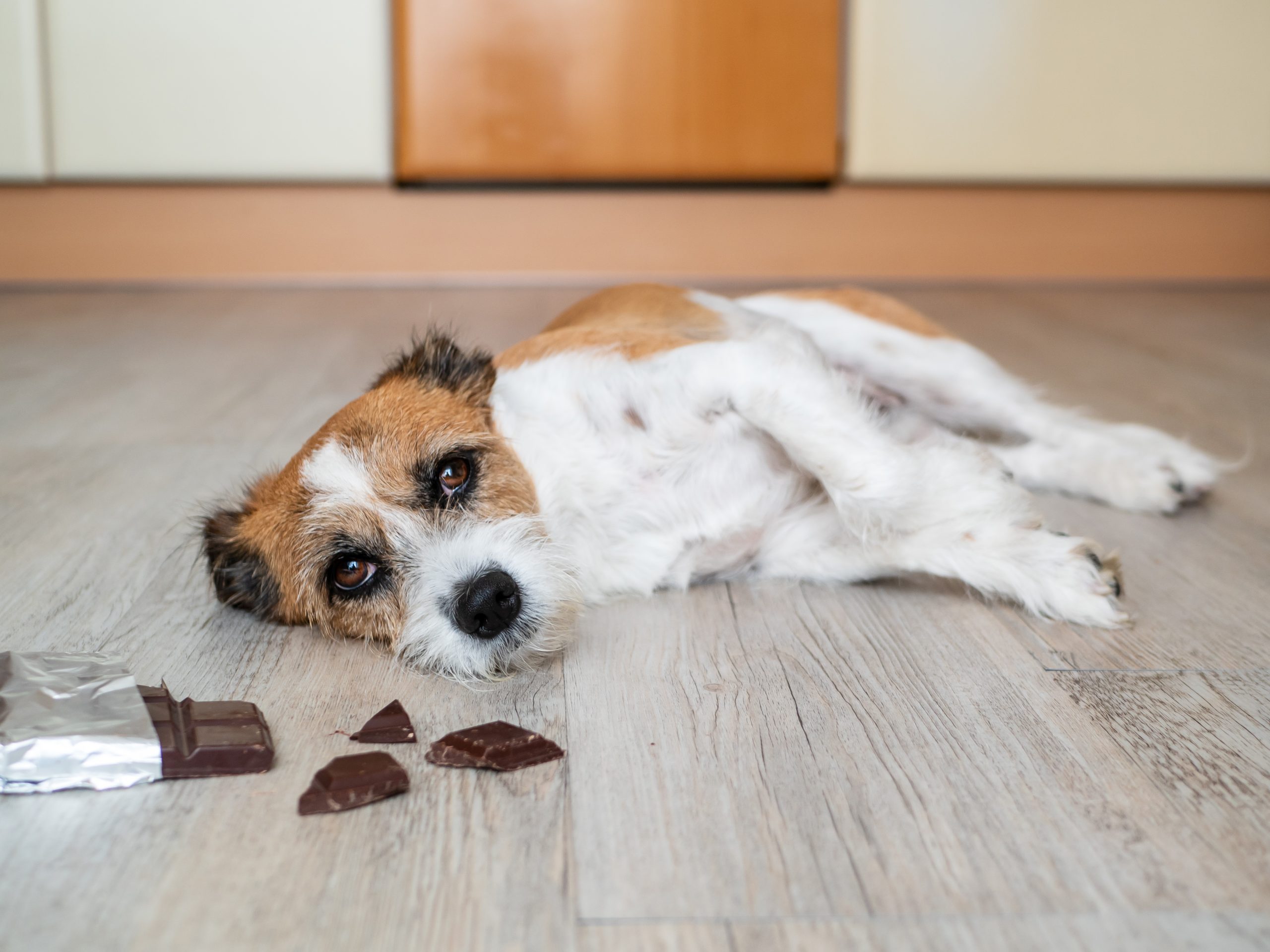 chien-qui-mange-du-chocolat