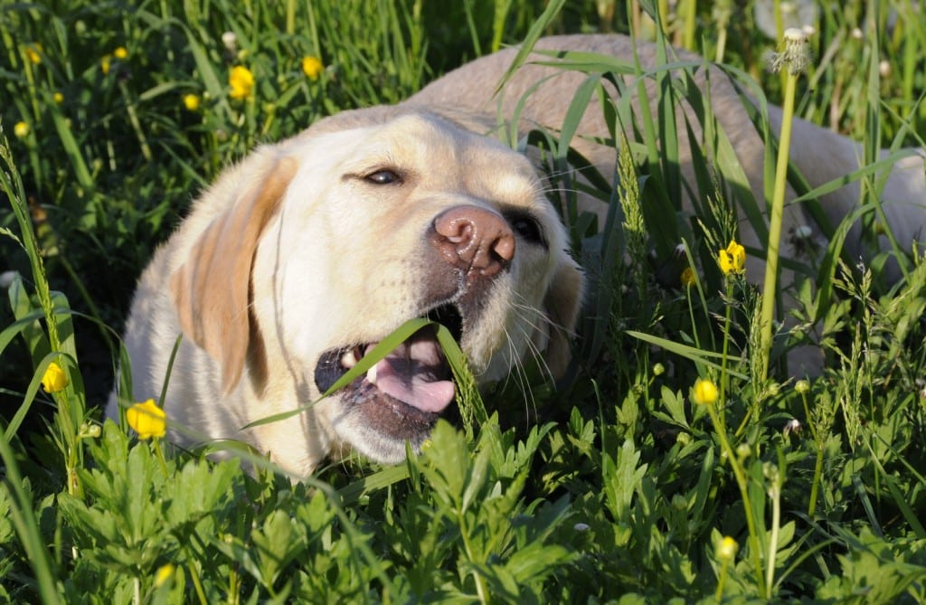 chien-qui-mange-herbe