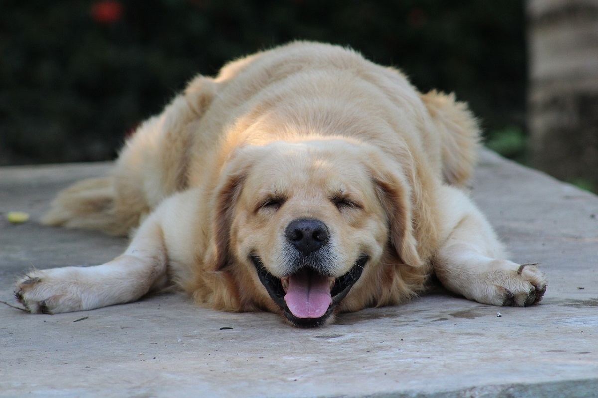 chien-qui-pète-beaucoup