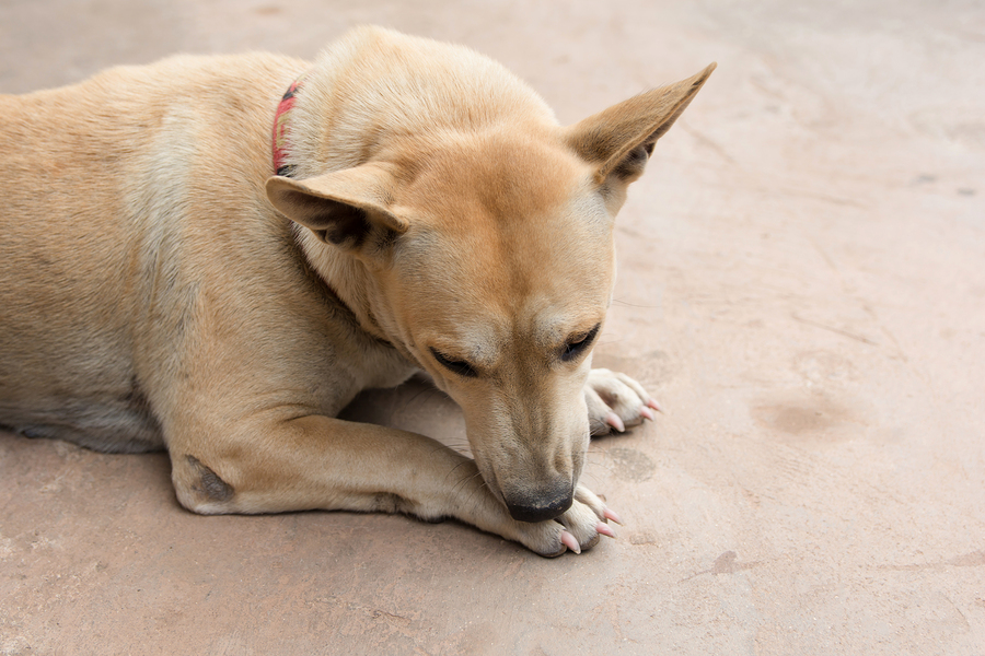 chien-qui-se-lèche-les-pattes