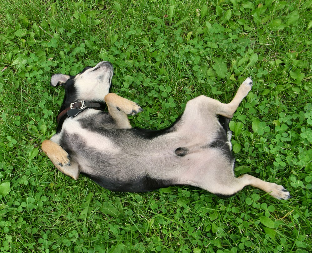 chien-qui-se-roule-dans-le-caca