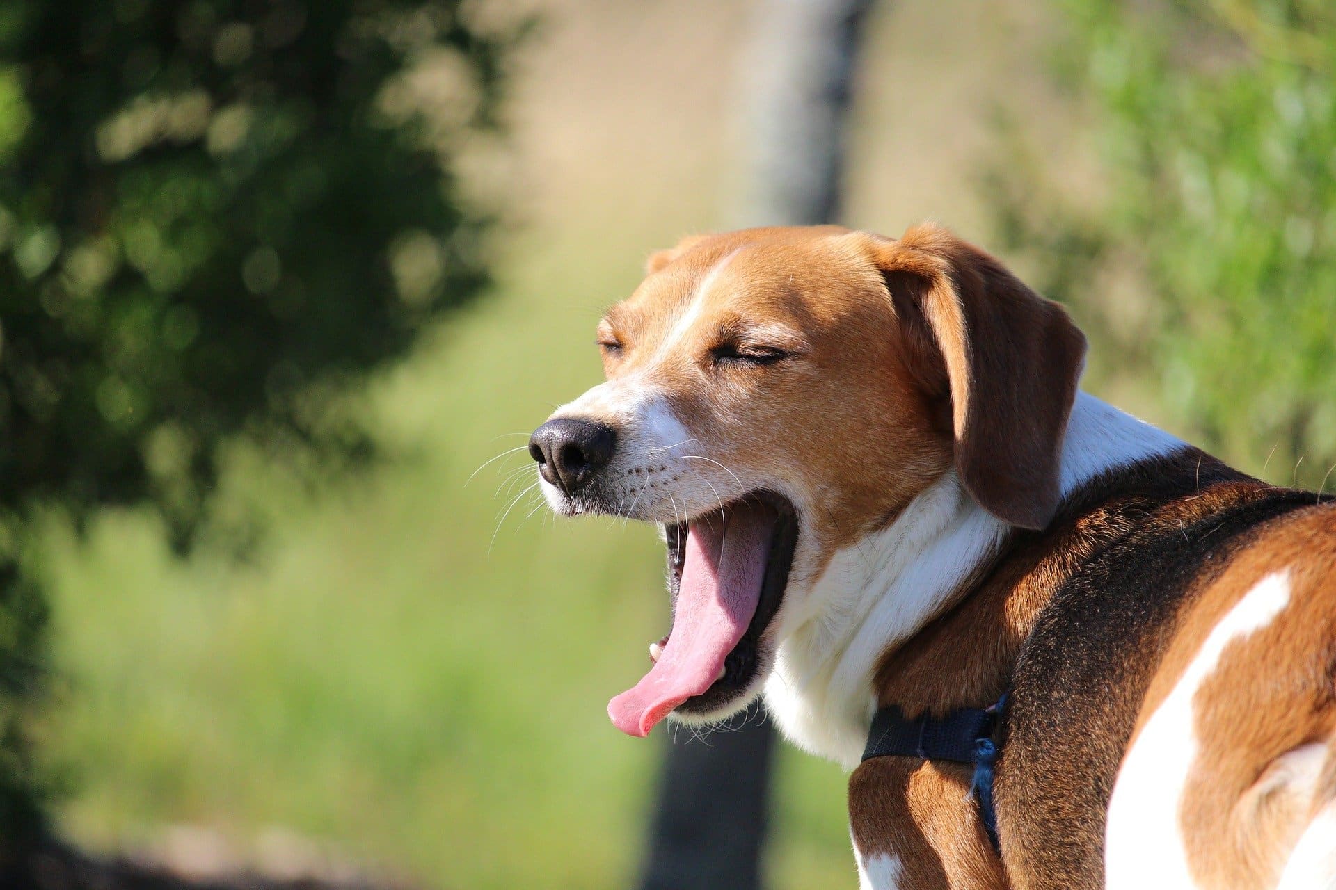 chien-qui-tousse