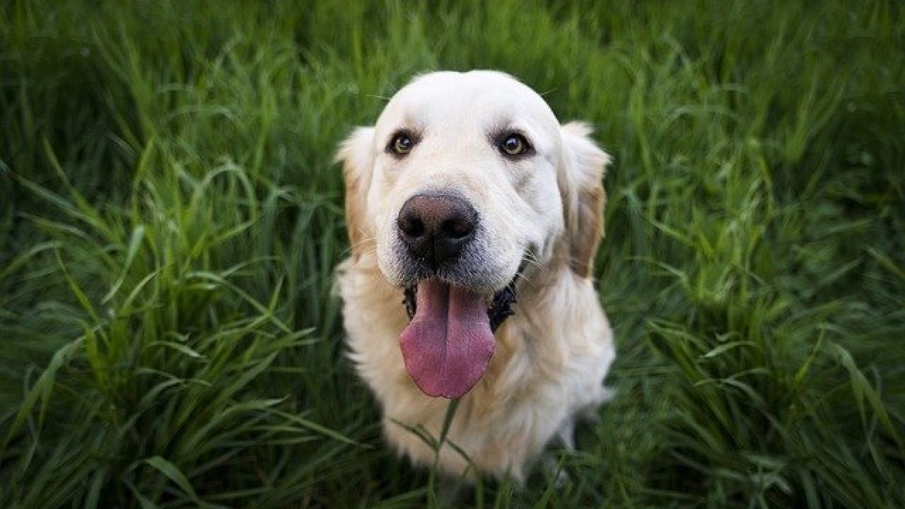 chien-respiration-forte