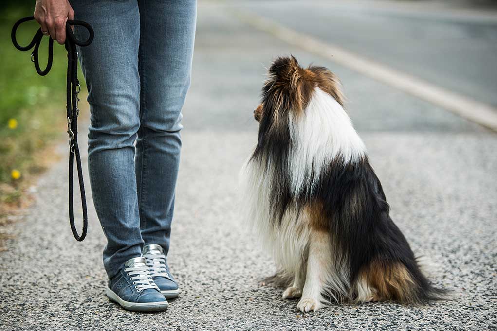 chien-sans-laisse