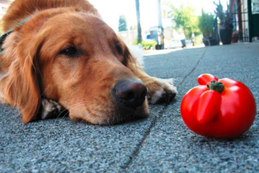 mangue-pour-chien