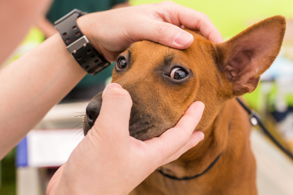 chien-yeux-rouges