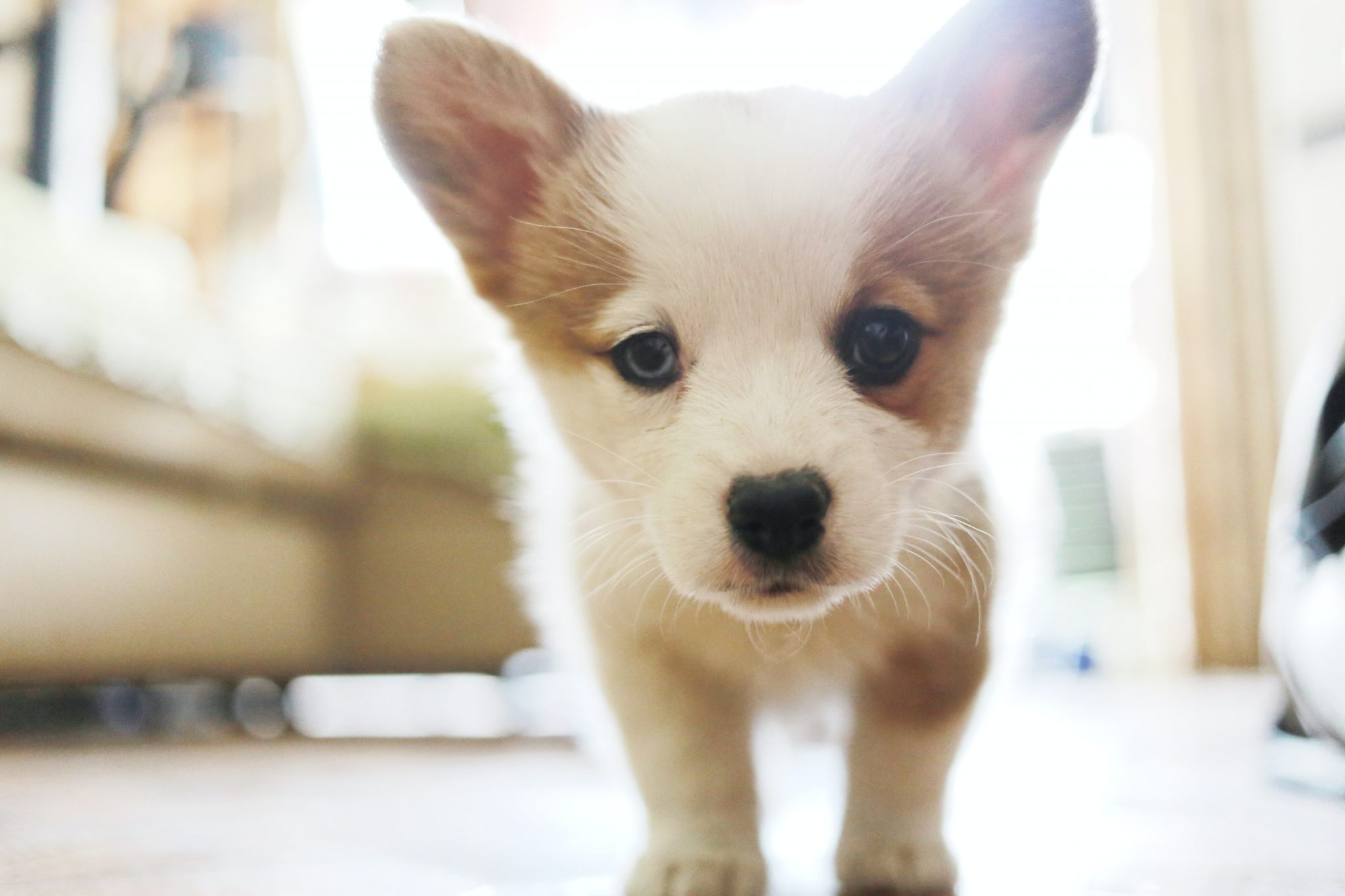 chiot-mange-ses-crottes