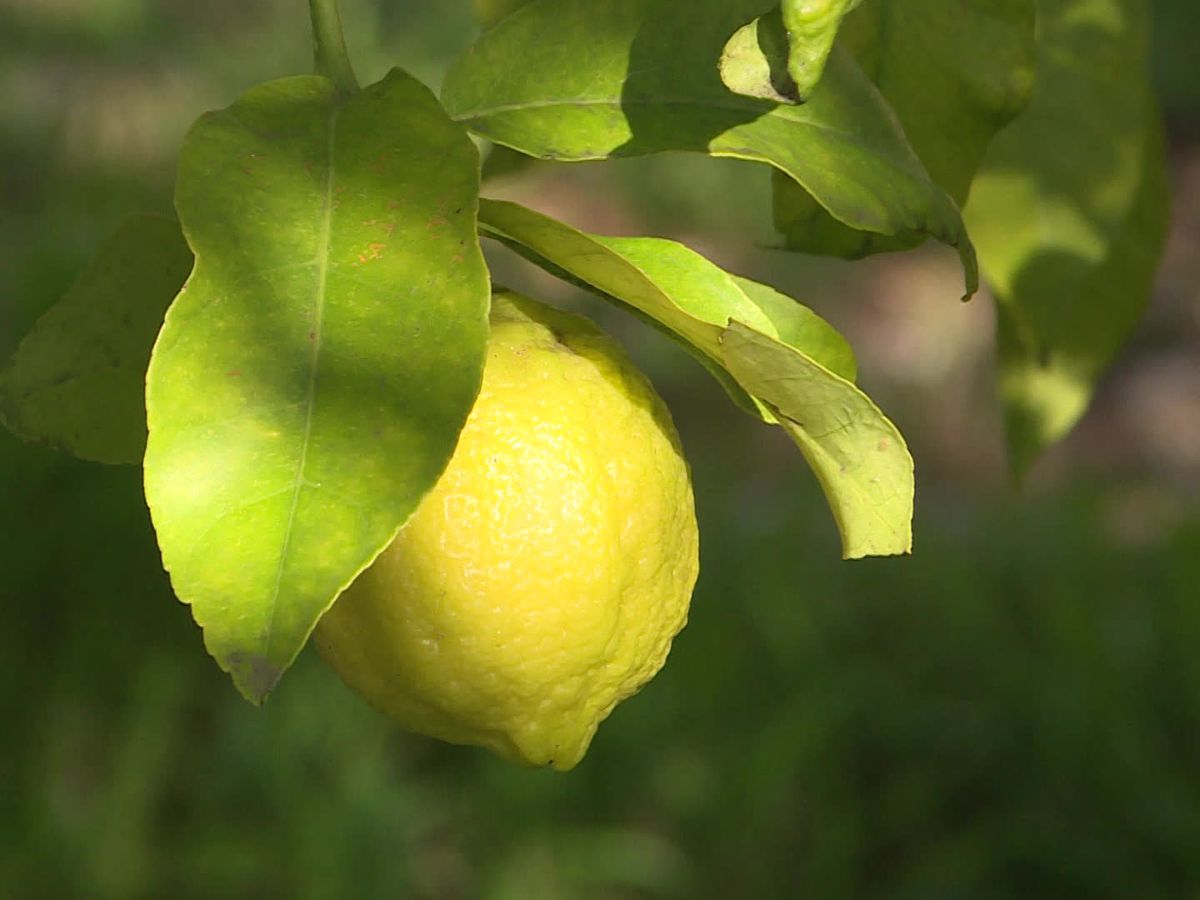 citron-chien