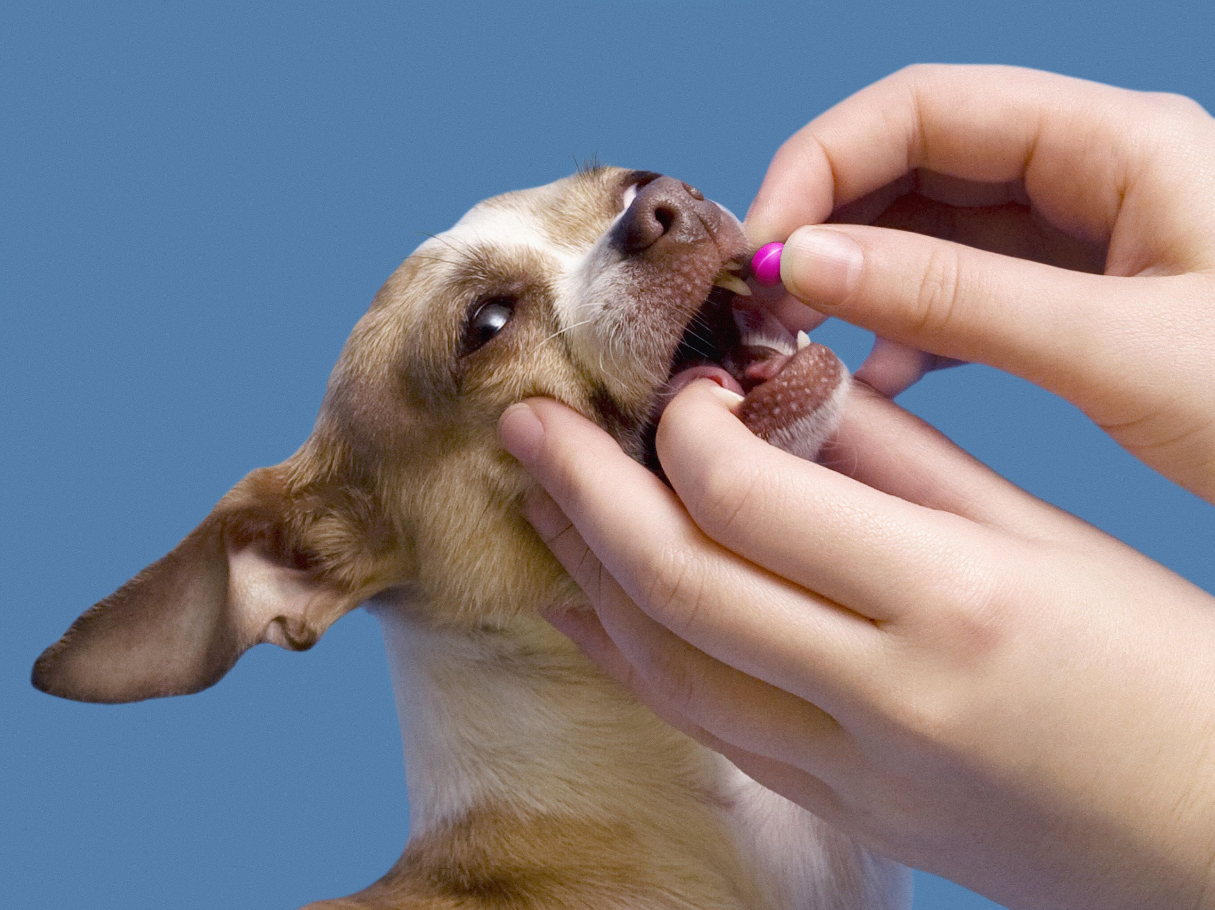 comment-donner-un-médicament-à-un-chien