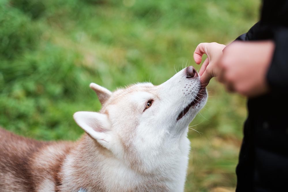comment-faire-avaler-un-comprimé-à-un-chien