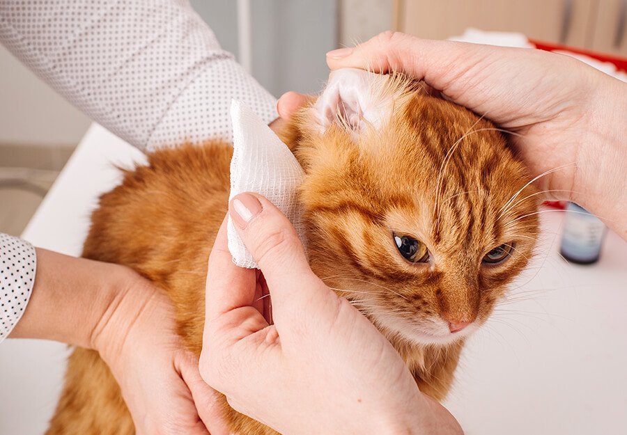 comment-nettoyer-oreille-chat