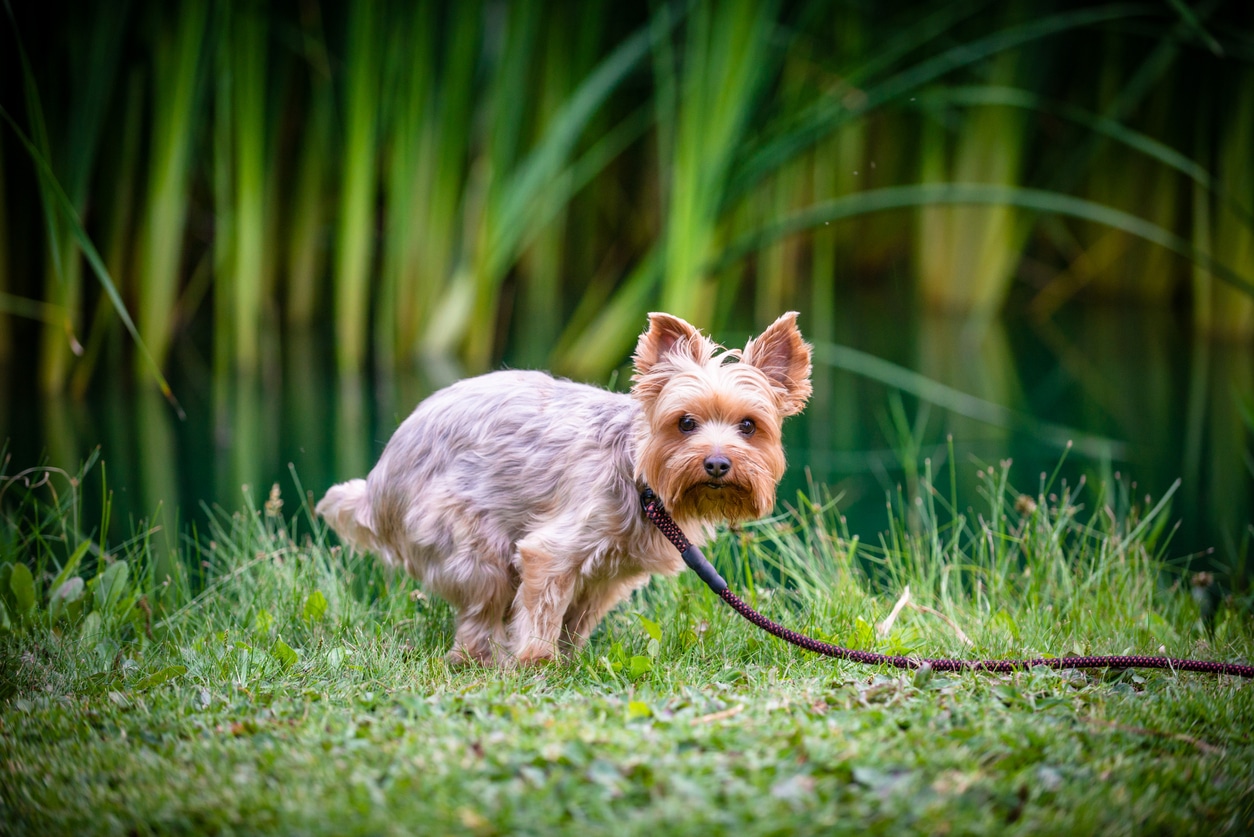 couleur-crotte-chien