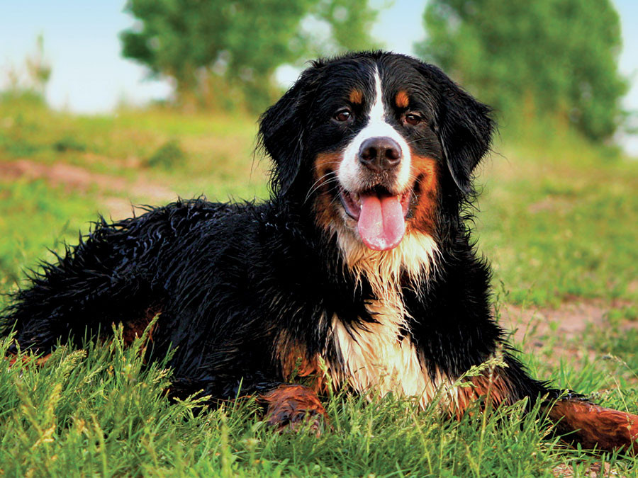 couleurs-vus-chiens