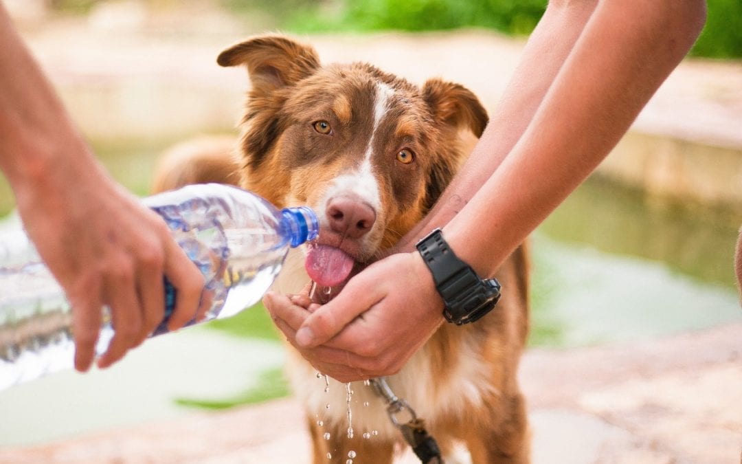 coup-de-chaleur-chien