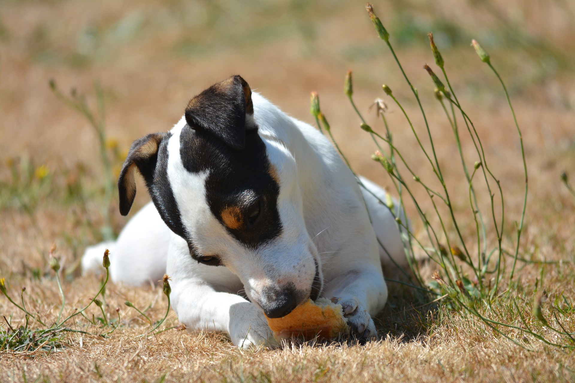 donner-du-pain-au-chien