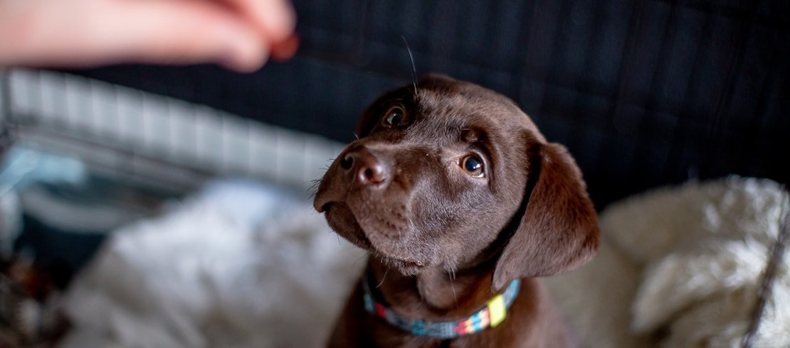 donner-probiotique-chien