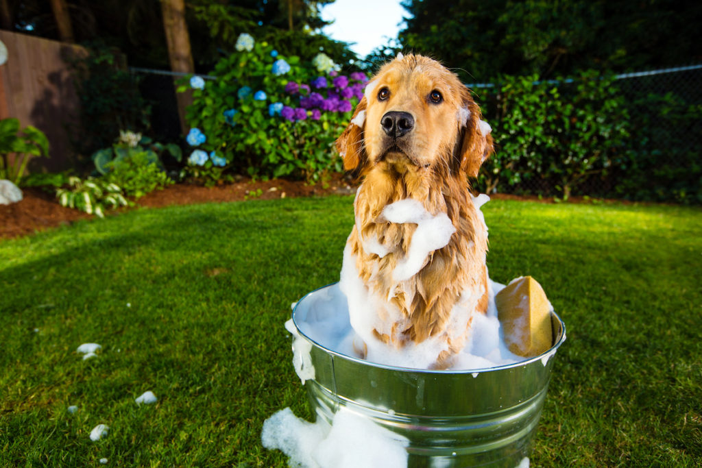 douche-chien