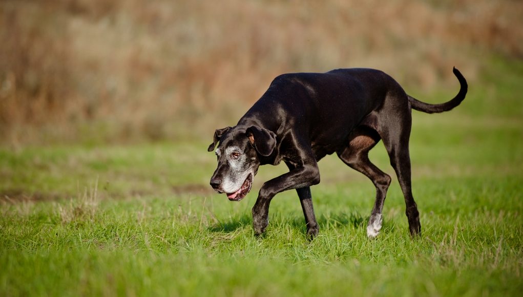 douleur-articulaire-chien