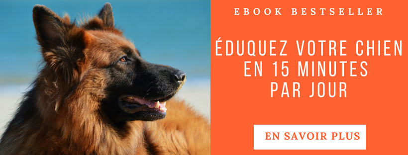 dressez-votre-chien-15-minutes-par-jour