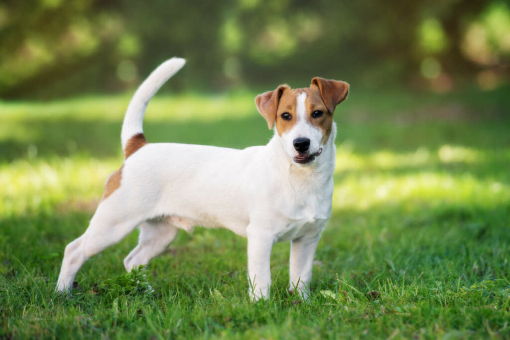 duree-de-vie-jack-russel