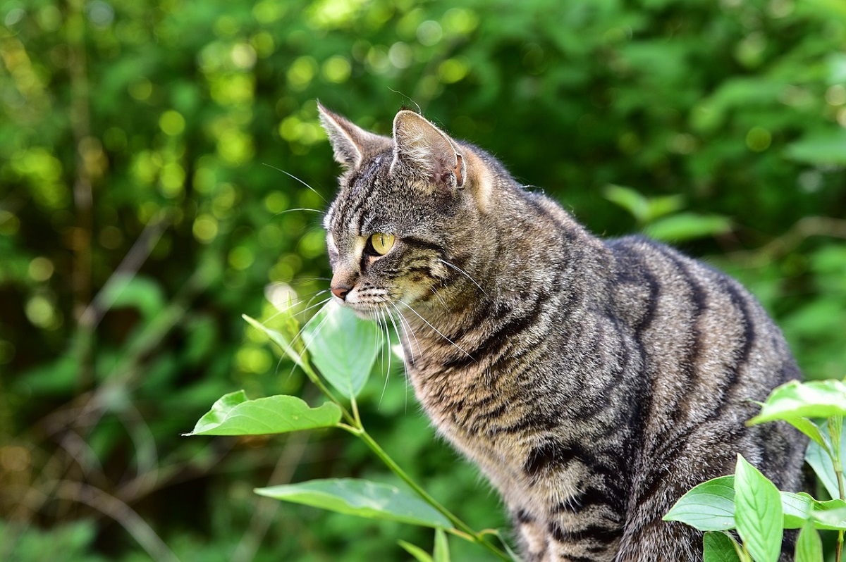 empoisonnement-chat