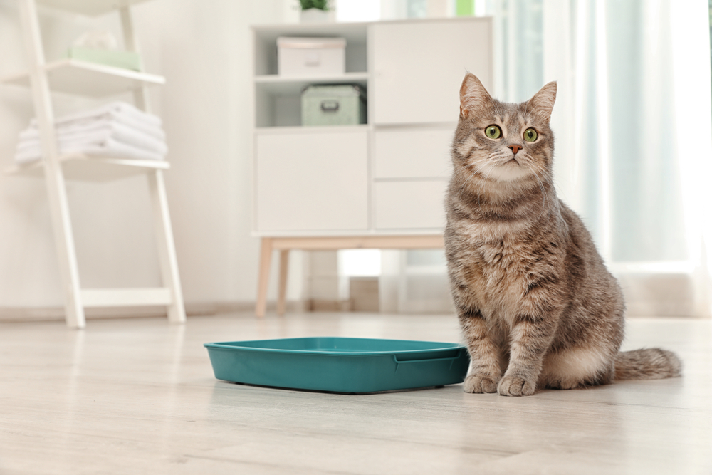 enlever-odeur-pipi-chat
