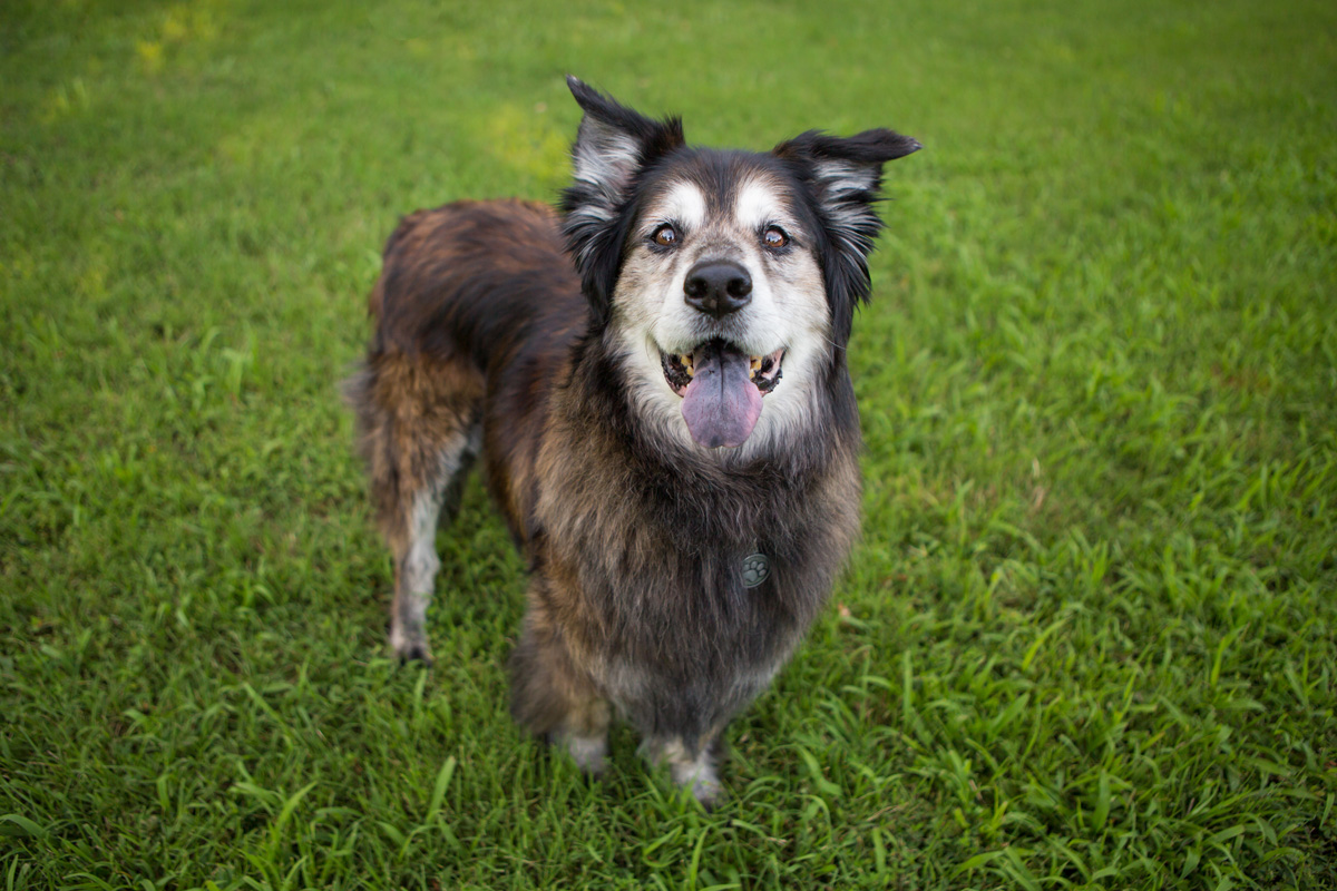 espérance-de-vie-chien