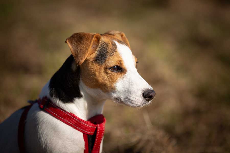 espérance-de-vie-jack-russel