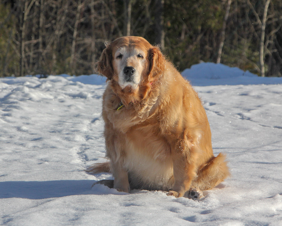 faire-maigrir-son-chien