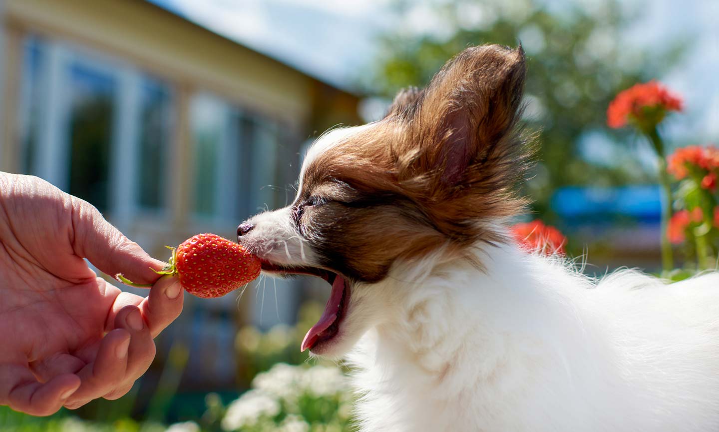 fraise-pour-chien